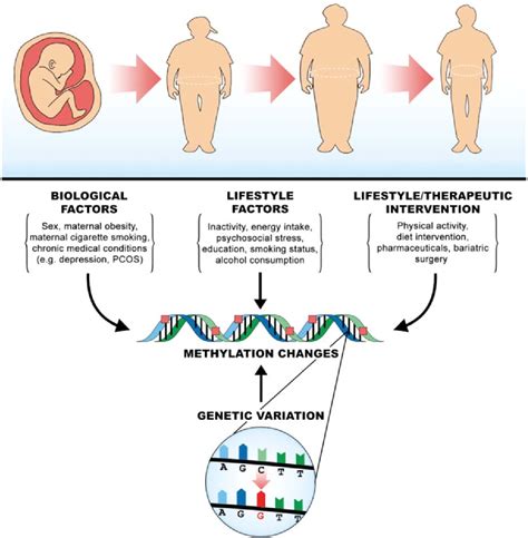 controls is obesity genetic